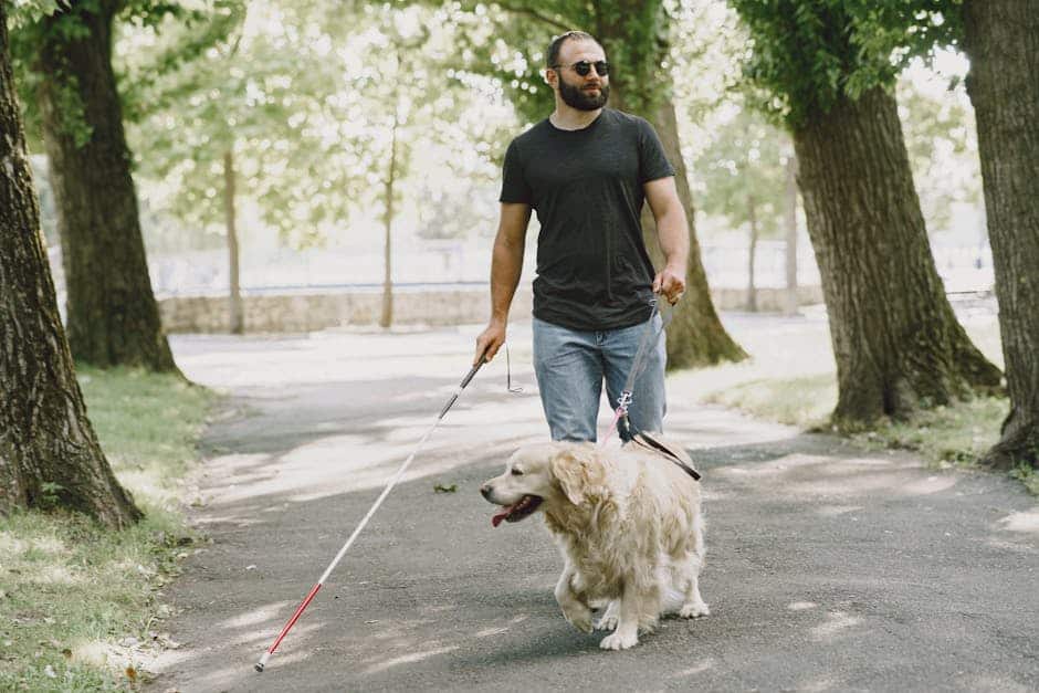 Blind man with guide dog walking through a sunny park, using a white cane for navigation.