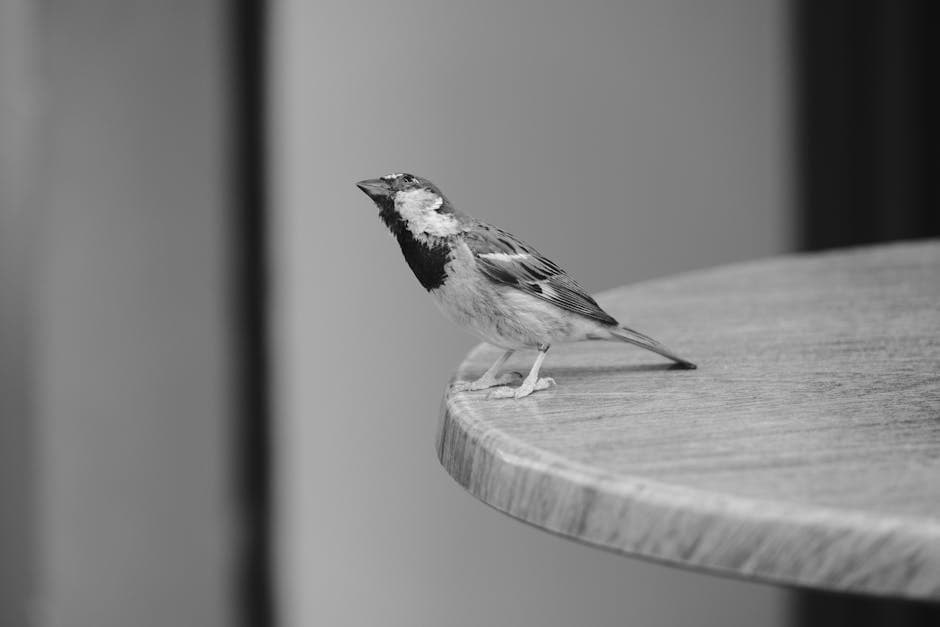Elegant black and white sparrow perched on the edge of a wooden table.