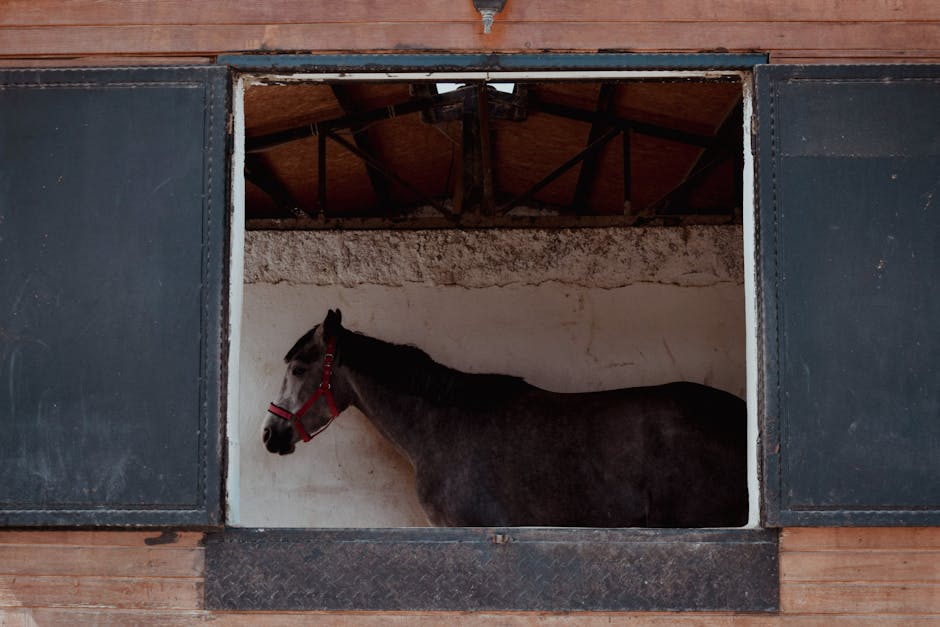 A dark horse standing in a stable, partially framed by a rustic window.